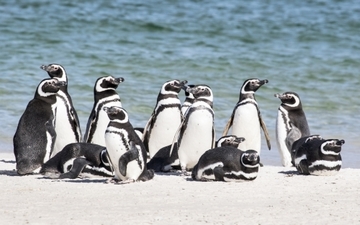 Pinguine Carcass Island-35