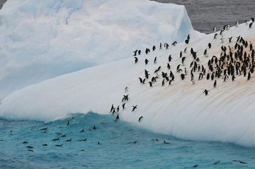 silversea-antarctica-cruise-colony-penguins-2
