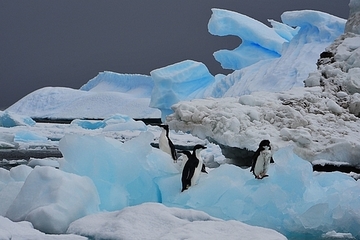 csm Antarktis Pinguine Eisberg1239 d3f721c8d3